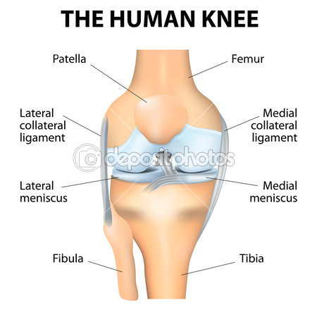 depositphotos_50831117-Human-Knee-Anatomy